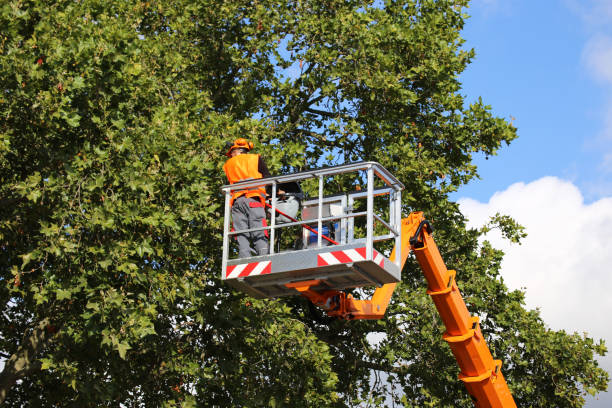 How Our Tree Care Process Works  in  Sparta, TN